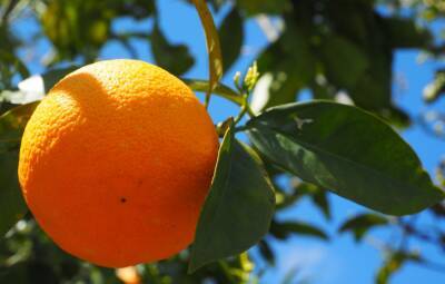 В Твери нашли опасные апельсины из Турции