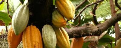 Древние майя научились выращивать священные деревья какао в карстовых воронках
