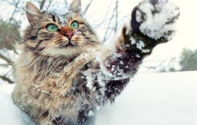 Петербургский котик решил помочь дворнику с уборкой снега