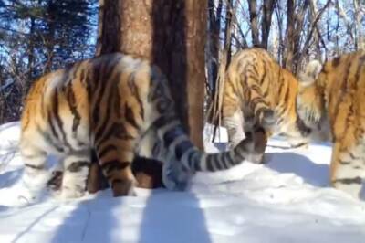 В ЕАО тигрица Тала показала на видео своих тигрят