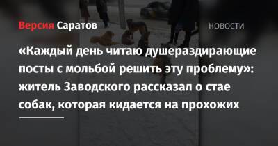 «Каждый день читаю душераздирающие посты с мольбой решить эту проблему»: житель Заводского рассказал о стае собак, которая кидается на прохожих