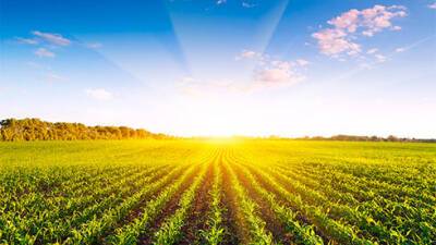 Стартовая цена сельхозземель на аукционах выросла на 430% - Минагрополитики