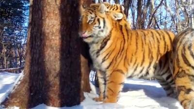 В природном заповеднике Еврейской автономии тигрица Тала показала своих подросших тигрят