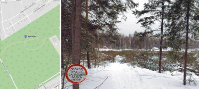 Стало известно, почему вырубили лес в Университетском городке в Петрозаводске
