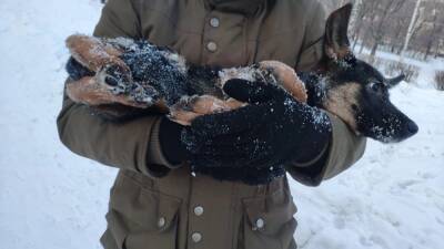 В Магнитогорске хозяева закопали живьем в снегу щенка, взятого из приюта
