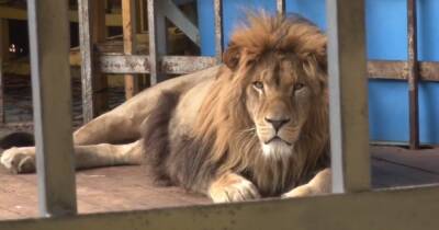 Прокуратура проверяет условия содержания льва в зоопарке Анапы
