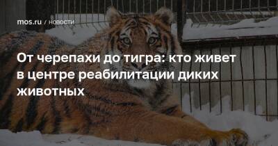 От черепахи до тигра: кто живет в центре реабилитации диких животных - mos.ru - Москва - Россия