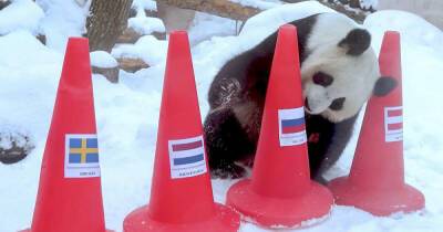 Панды в Московском зоопарке предсказали победителей ОИ в Пекине