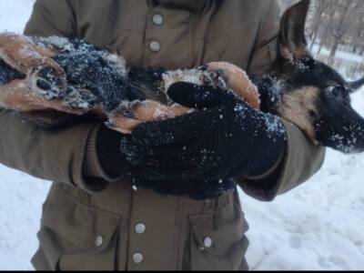 Южноуральцы живьём закопали в снег щенка, взятого из приюта
