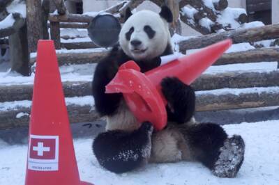 В Московском зоопарке панды предсказали победителей Олимпийских игр