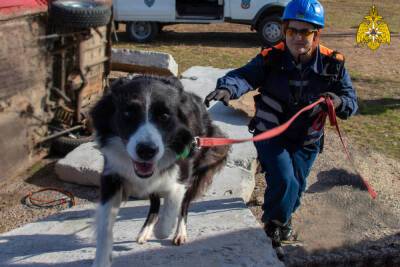 Кинолог объяснил, как жителям Тверской области избежать нападения бездомных собак