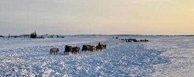 В Ненецком АО создадут три производственные базы на пути кочевий оленеводов