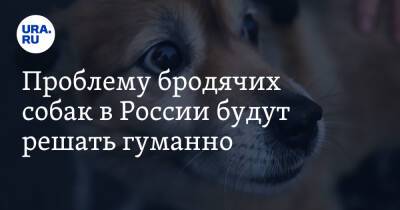 Проблему бродячих собак в России будут решать гуманно