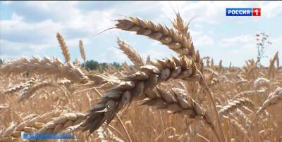 На Дону мужчина украл из ангара 272 кг зерна пшеницы