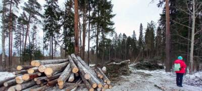 «Лысеющая территория»: в микрорайоне малоэтажной застройки в Петрозаводске вырубили участок леса