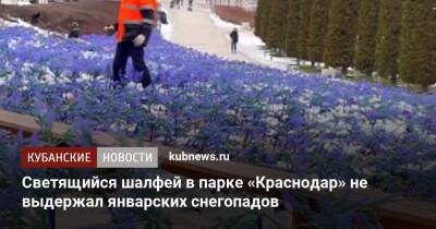 Светящийся шалфей в парке «Краснодар» не выдержал январских снегопадов