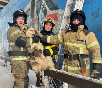 Нижегородские сотрудники МЧС спасли застрявшую на опоре виадука собаку
