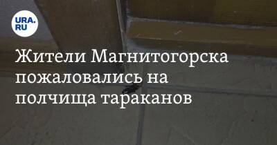 Жители Магнитогорска пожаловались на полчища тараканов. Фото, видео