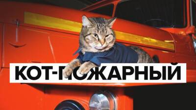 В тюменской пожарной части живёт кот-антистресс Семён