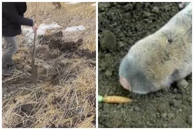 В Украине обнаружили "земляного щенка", которого не видели сотни лет: "Он такой миленький"