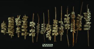 Позвоночники на палочках. В Перу нашли 500-летние человеческие позвонки, нанизанные на тростник (фото)