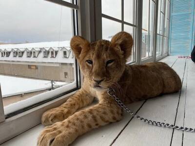 В Петербурге суд отказался возвращать хозяйке изъятого во время фотосессии льва