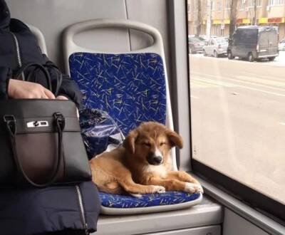 Воронежский щенок стал звездой соцсетей после того, как его взяли из приюта и выбросили в маршрутке