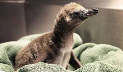 Однополая пара пингвинов высидела птенца в американском зоопарке