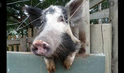 В Германии будут разводить свиней для пересадки сердца людям. Зоозащита - против