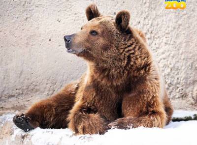 В Ташкентском зоопарке прокомментировали просьбы узбекистанцев отпустить на волю медведя, который не тронул девочку, брошенную в вольер