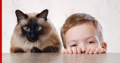 Общительные и игривые: 5 пород кошек для семьи с детьми