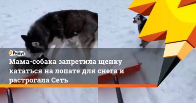 Мама-собака запретила щенку кататься на лопате для снега и растрогала Сеть