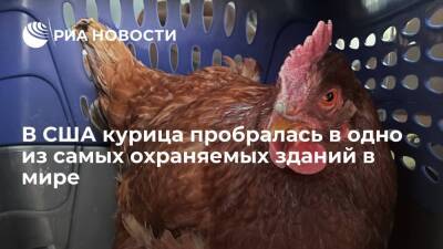 Франклин Рузвельт - В США курица пробралась в здание Пентагона, считающееся одним из самых охраняемых в мире - ria.ru - Москва - США