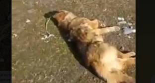 Жестокое убийство собак в Кизилюрте вызвало споры в соцсетях