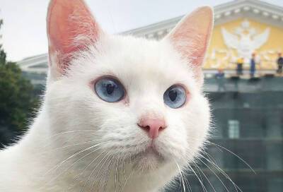 Эрмитажный кот-оракул Ахилл вошел в число финалистов международной премии