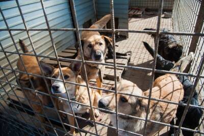 За неделю в Астрахани отловили более 150 бездомных собак