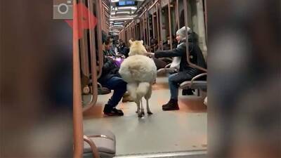 В московском метро прокатилась альпака