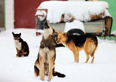 Губернатор Колымы предложил создавать приюты для собак при исправительных колониях
