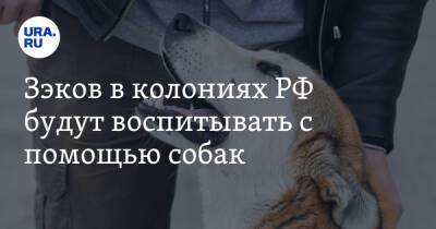 Зэков в колониях РФ будут воспитывать с помощью собак