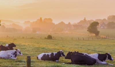 «Молочная ферма»: значимость создания комфорта для продуктивности коров