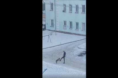Житель Красноярска избил собственную собаку во время прогулки на улице Ботанической