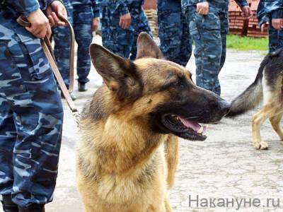 В Магаданской области предложили создавать приюты для собак на территории исправительных колоний