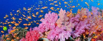 При глобальном потеплении на 1,5°C кораллы окажутся на грани вымирания
