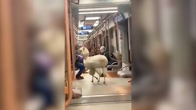 Пушистая альпака прокатилась в московском метро (видео)