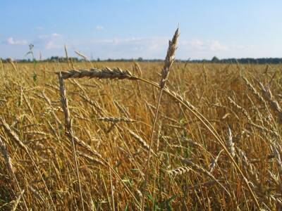 Ради сдерживания цен Россия сократила экспорт зерна