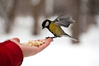 Жители городского округа Красногорск накормят птиц в рамках экологической акции