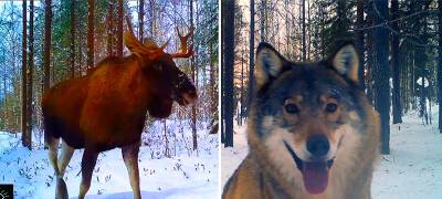 Невозмутимый лось и осторожный волк попали в объектив фотоловушки нацпарка Карелии (ВИДЕО)