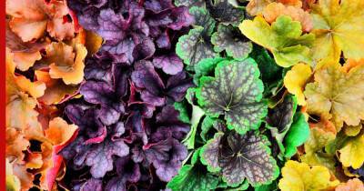 Яркие и эффектные: 6 растений с красивыми листьями для посадки на даче - profile.ru