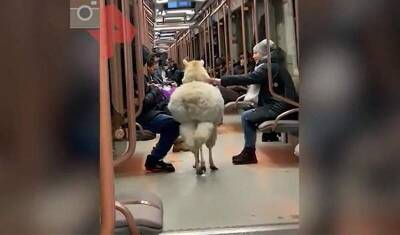В московском метро прокатилась альпака (ВИДЕО)