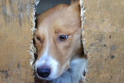 В Астрахани после трагедии отловили 150 бездомных собак